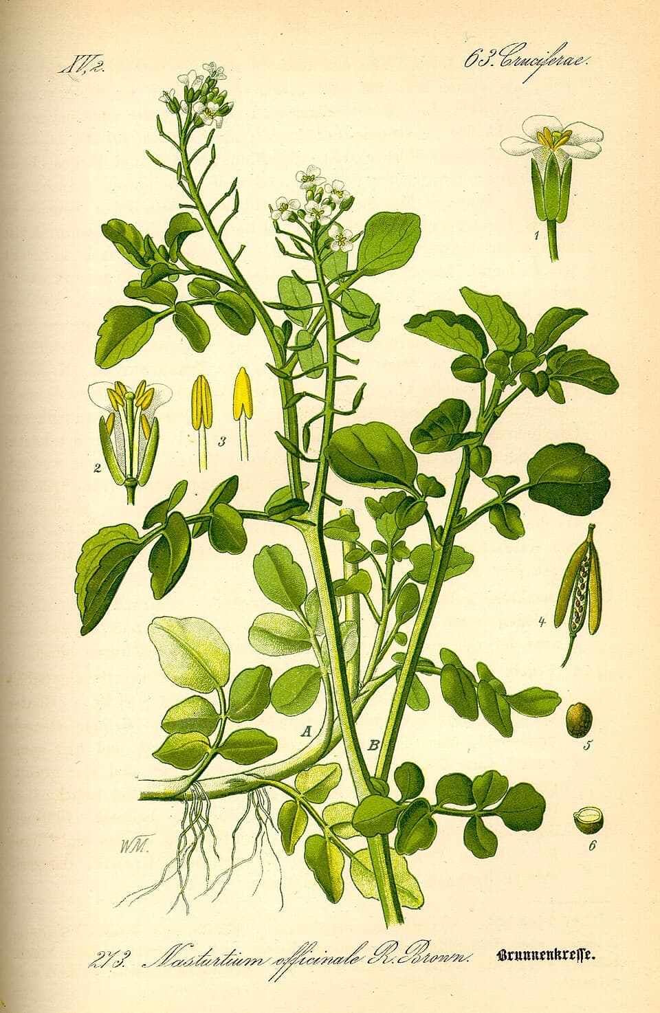 Cresson (Nasturtium officinale), illustration botanique