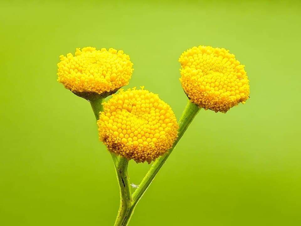 Tanaisie (Tanacetum vulgare), illustration botanique