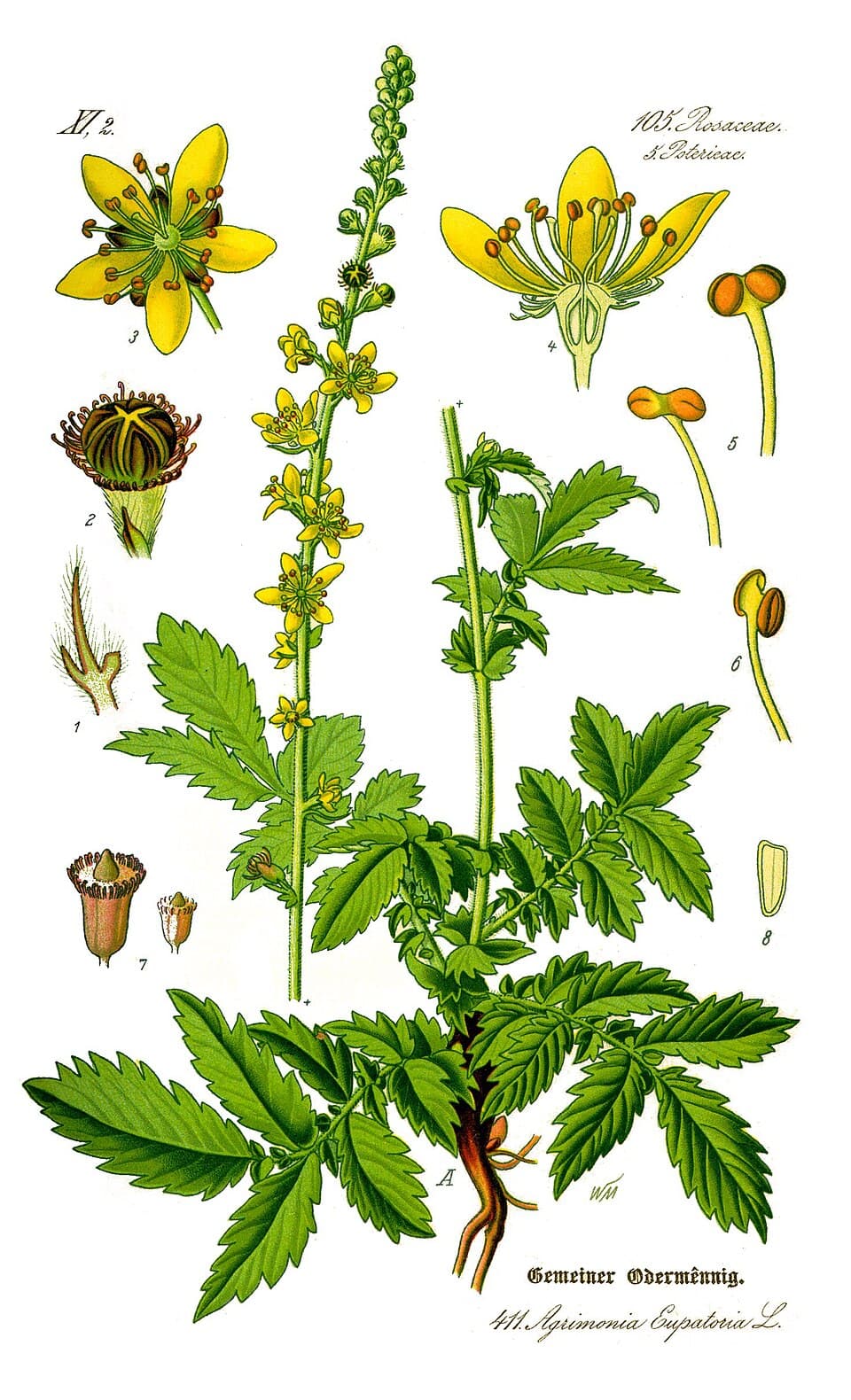 Aigremoine (Agrimonia eupatoria), illustration botanique