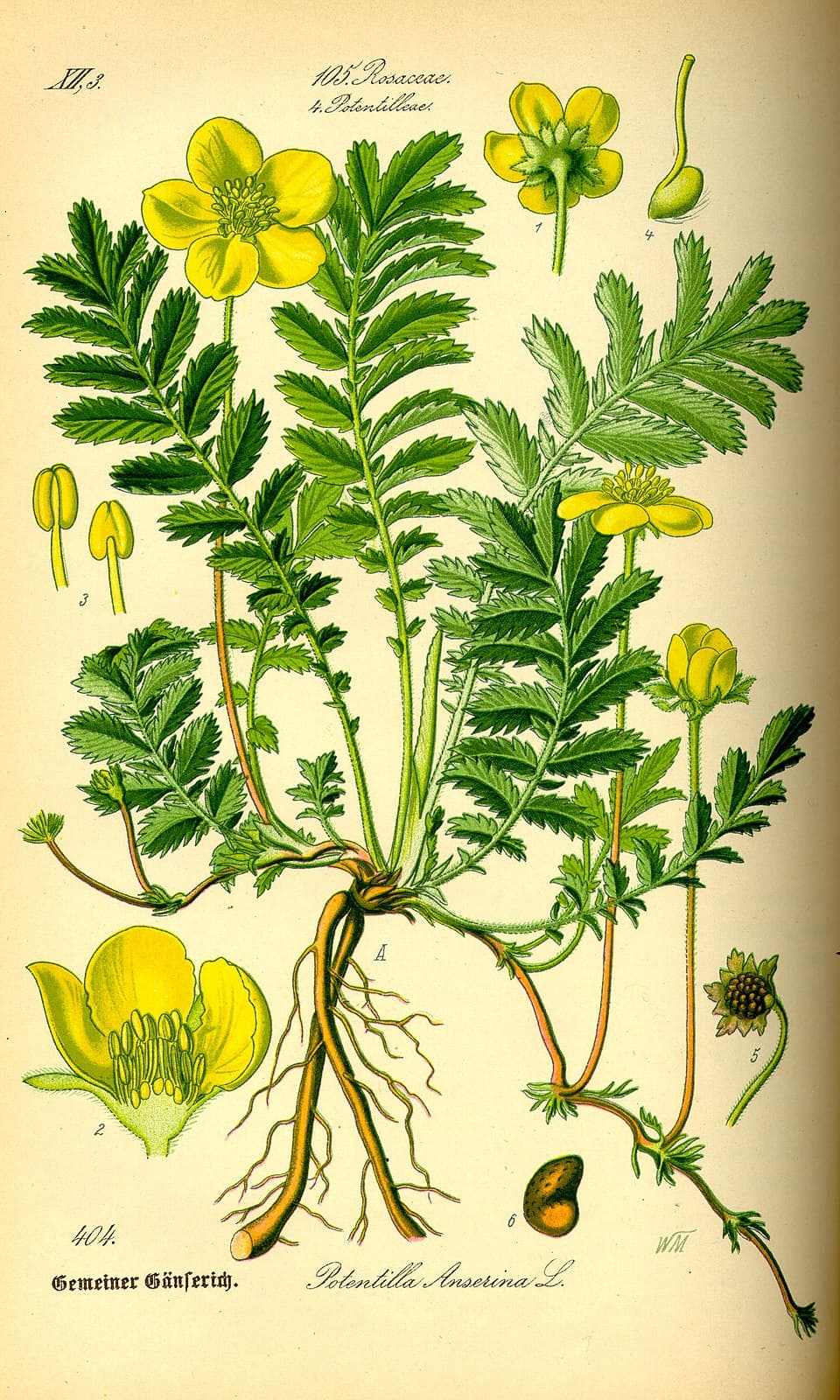 Argentine potentille (Potentilla anserina), illustration botanique