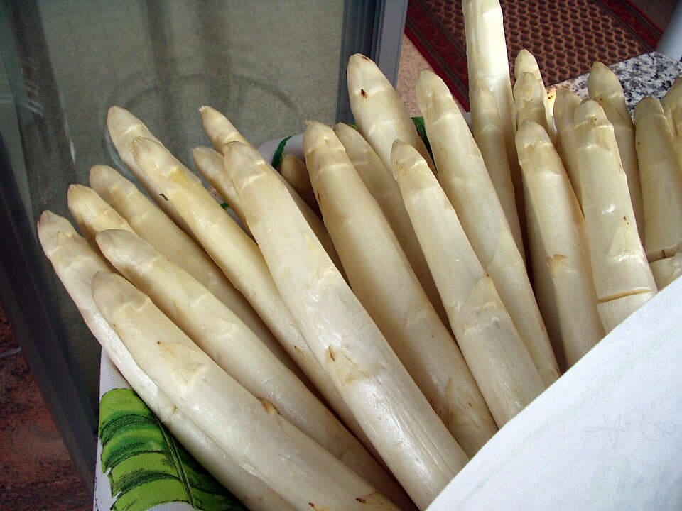 Asperge officinale (Asparagus officinalis), illustration botanique