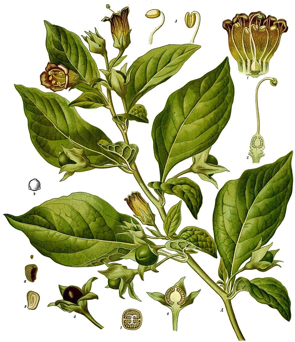 Belladone (Atropa belladonna), illustration botanique