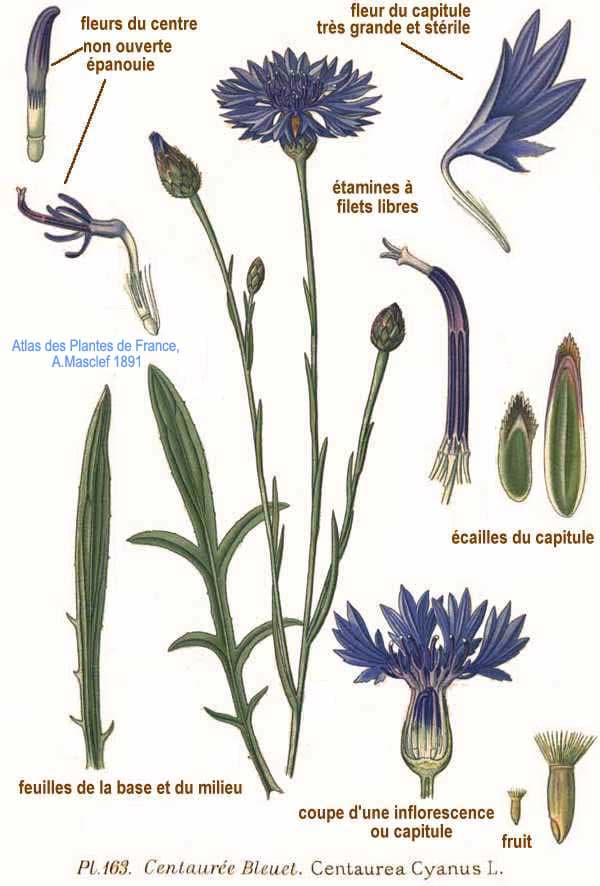 Bleuet (Centaurea cyanus), illustration botanique