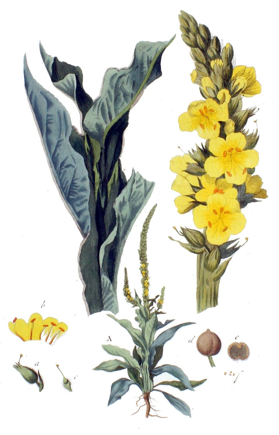 Bouillon-blanc (Verbascum thapsus), illustration botanique