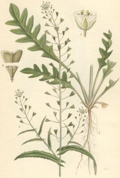Bourse a Pasteur (Capsella bursa-pastoris), illustration botanique
