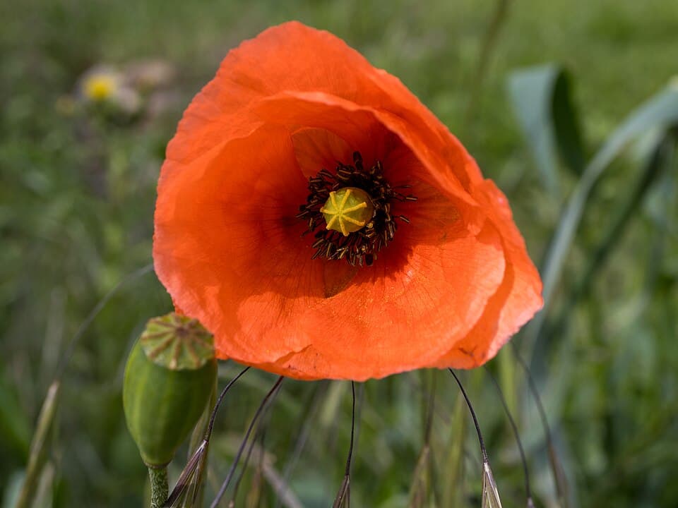 Coquelicot (Papaver rhoeas), illustration botanique