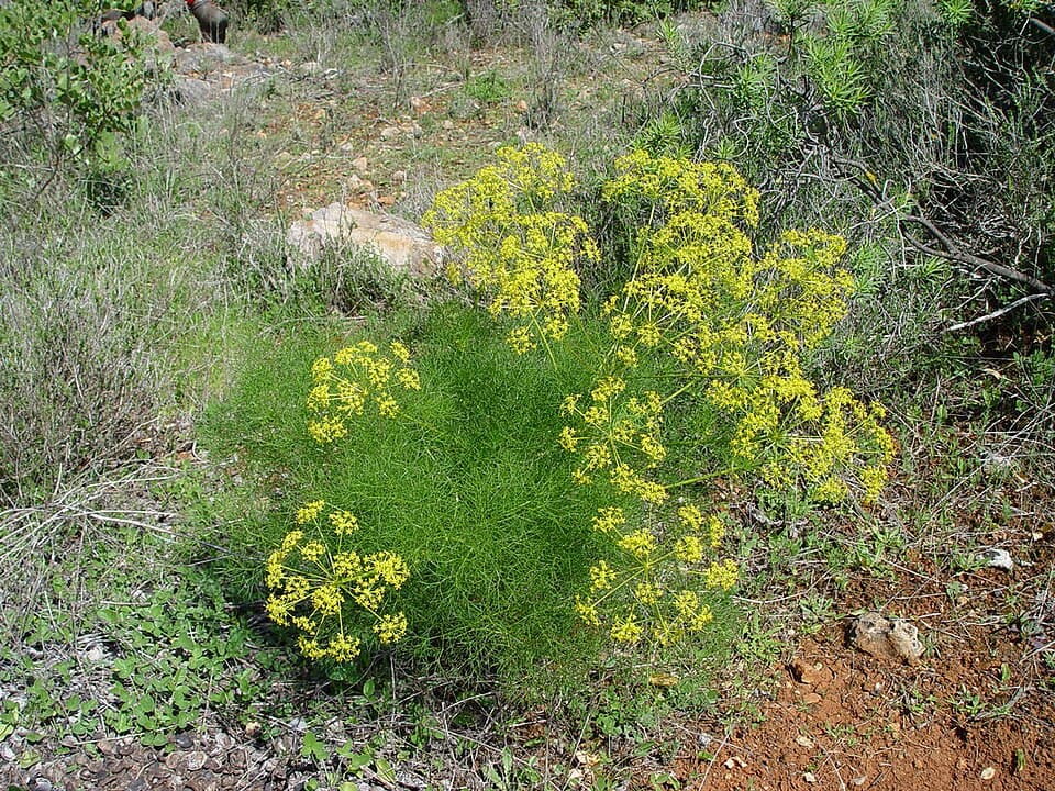Fenouil (Foeniculum officinale), illustration botanique
