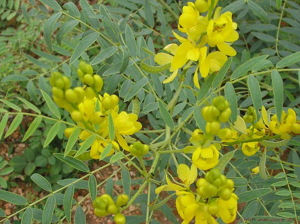 Follicules de séné (Cassia angustifolia / Senna alexandrina), illustration botanique