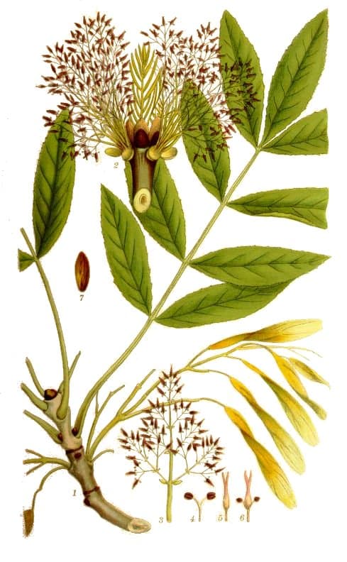 Frêne (Fraxinus excelsior), illustration botanique