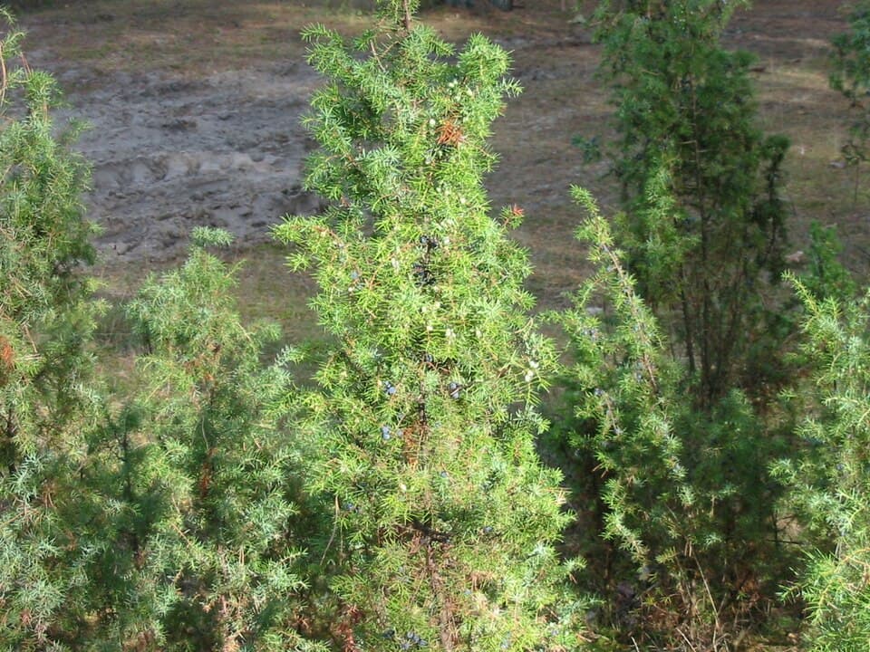 Genévrier (Juniperus communis), illustration botanique
