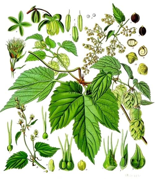 Houblon (Humulus lupulus), illustration botanique