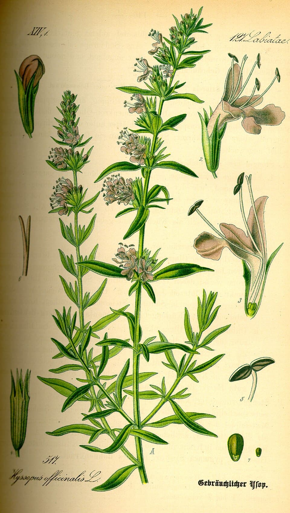 Hysope officinale (Hyssopus officinalis), illustration botanique