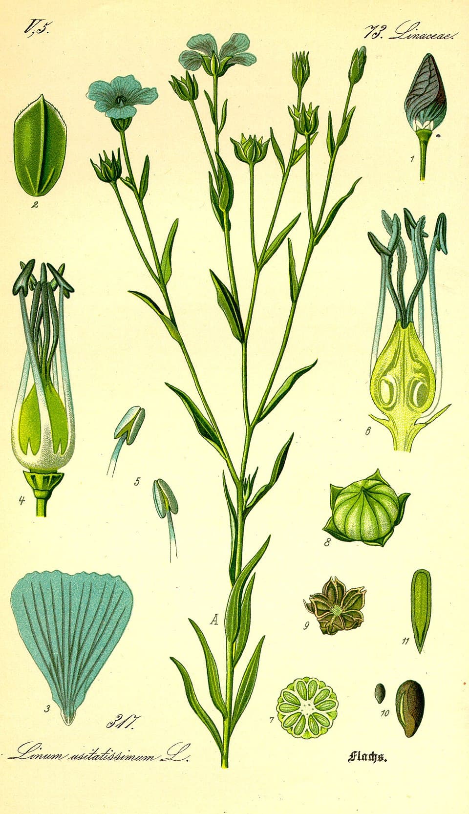 Lin (Linum usitatissimum), illustration botanique