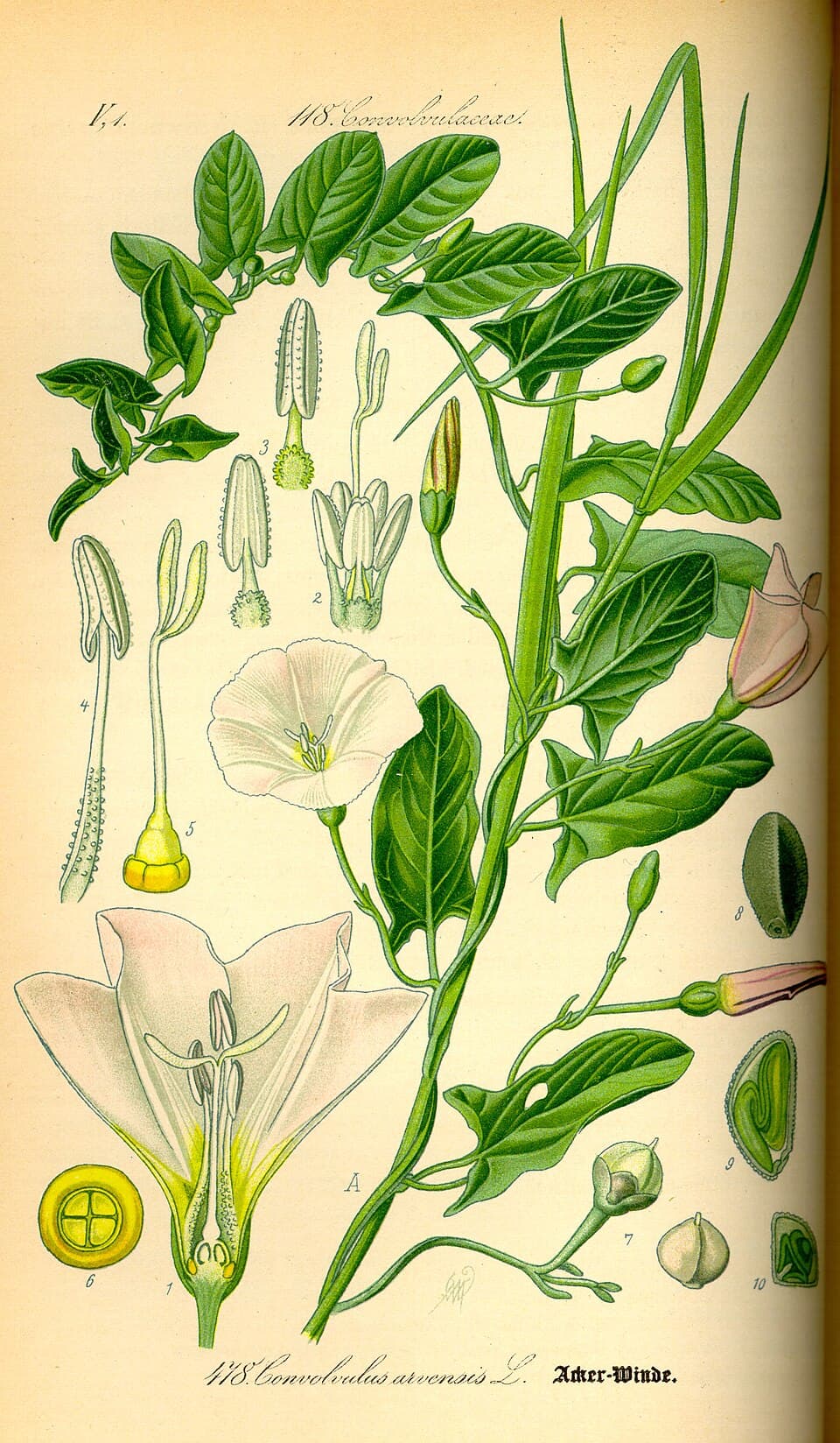 Liseron des champs (Convolvulus arvensis), illustration botanique