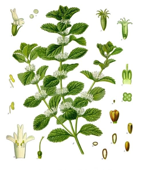 Marrube (Marrubium vulgare), illustration botanique