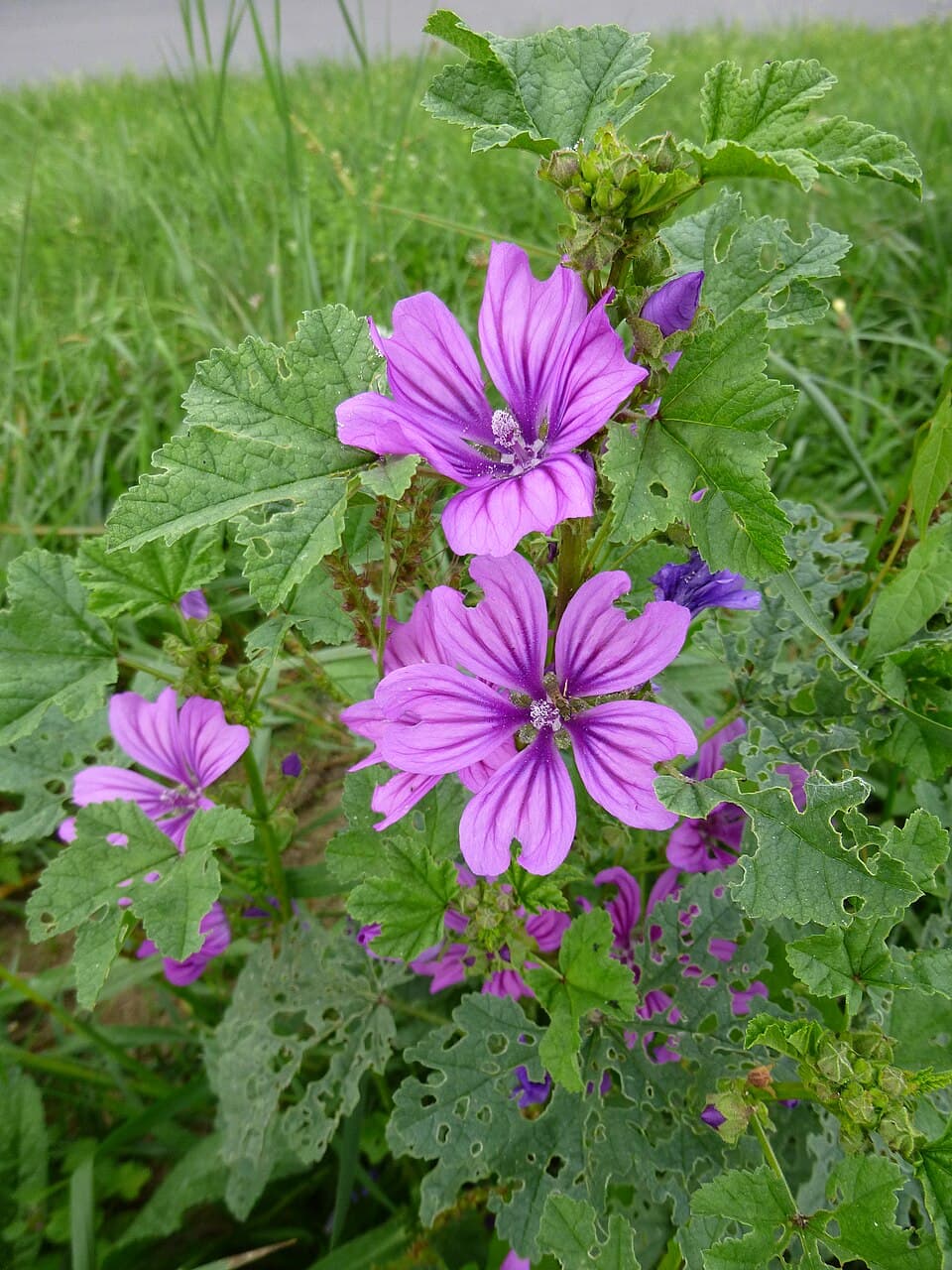 Mauve (Malva sylvestris), illustration botanique
