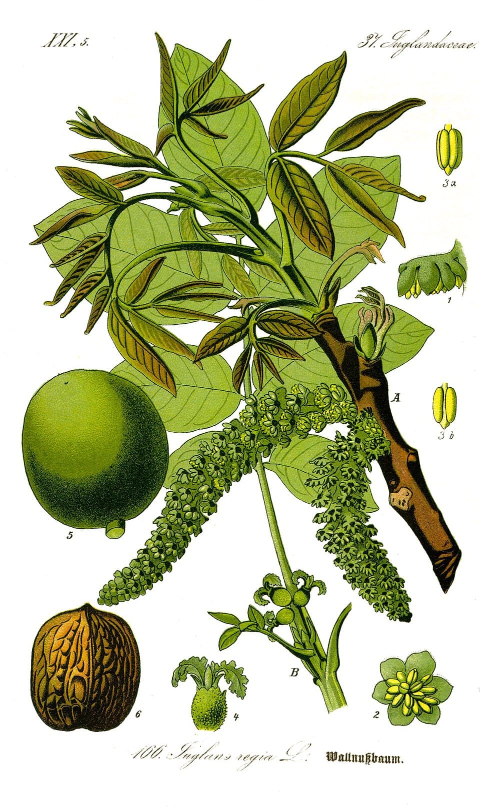 Noyer (Juglans regia), illustration botanique
