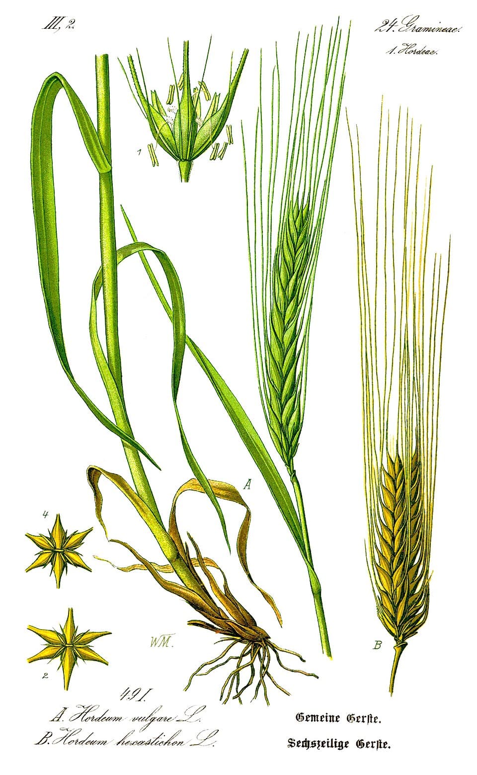 Orge (Hordeum vulgare), illustration botanique
