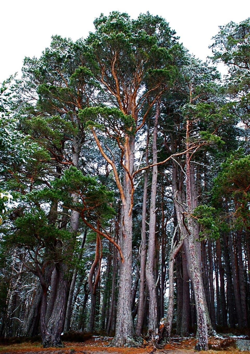 Pin et sapin (Pinus sylvestris), illustration botanique