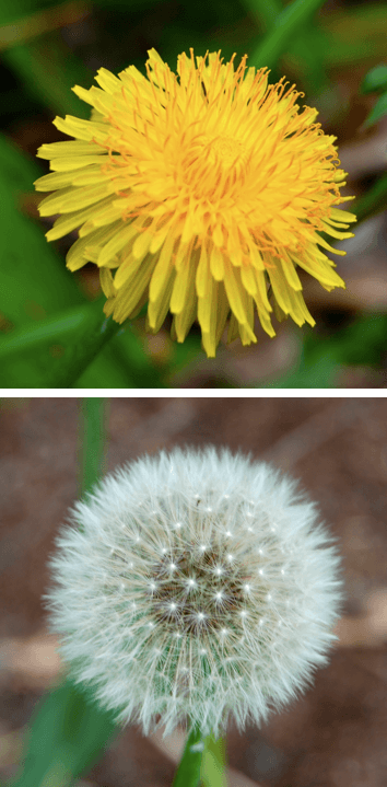 Pissenlit (dent-de-lion) (Taraxacum officinale), illustration botanique