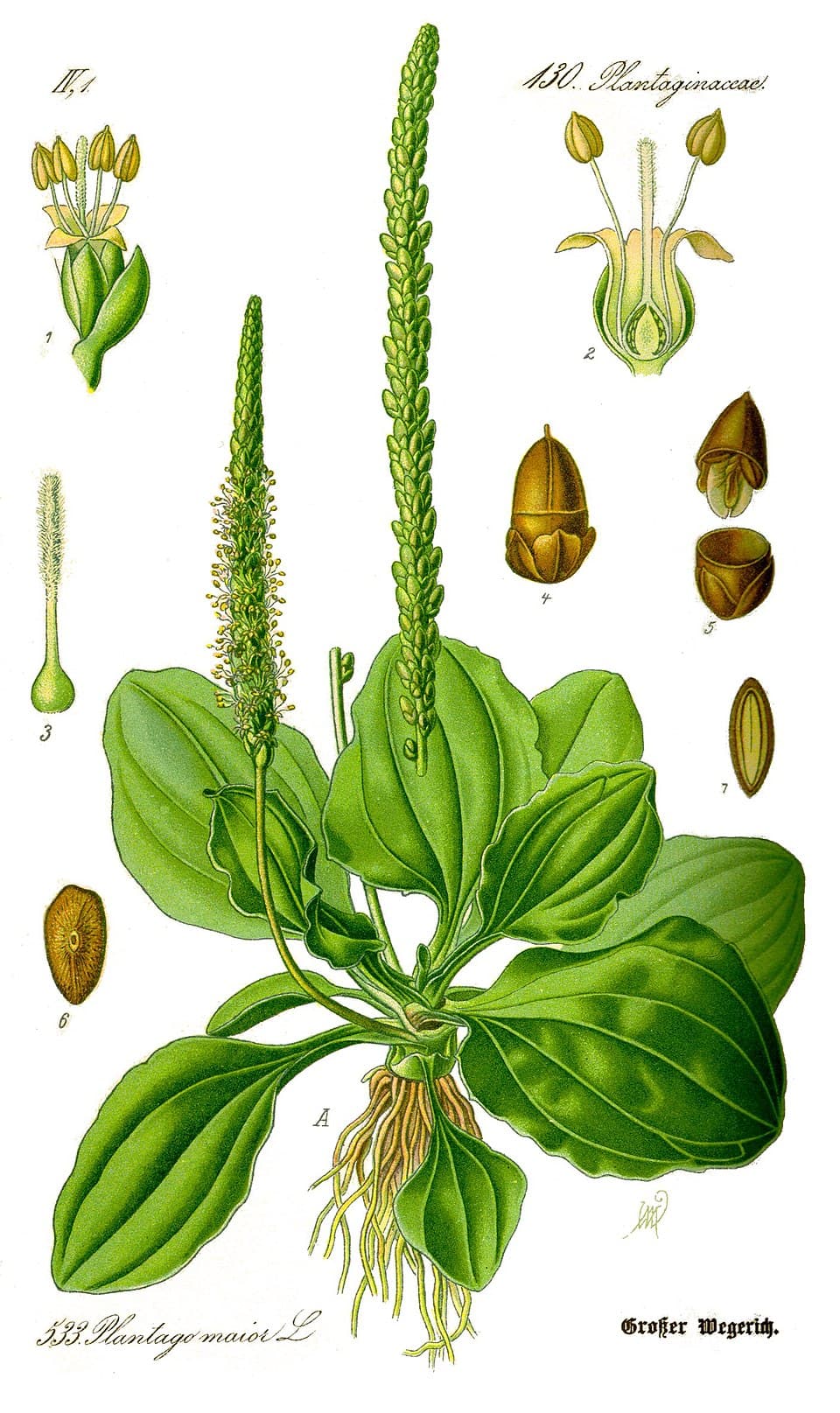 Plantains (Plantago major), illustration botanique