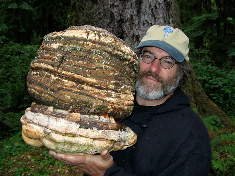 Polypore commun (Polyporus officinalis), illustration botanique