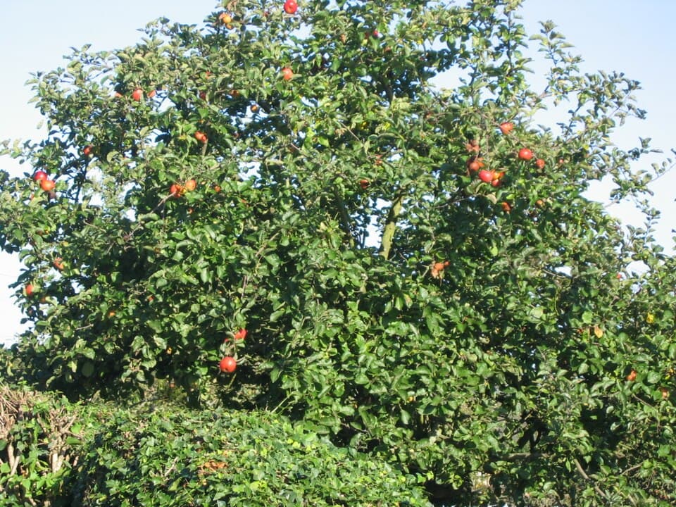 Pommier (Pyrus malus), illustration botanique