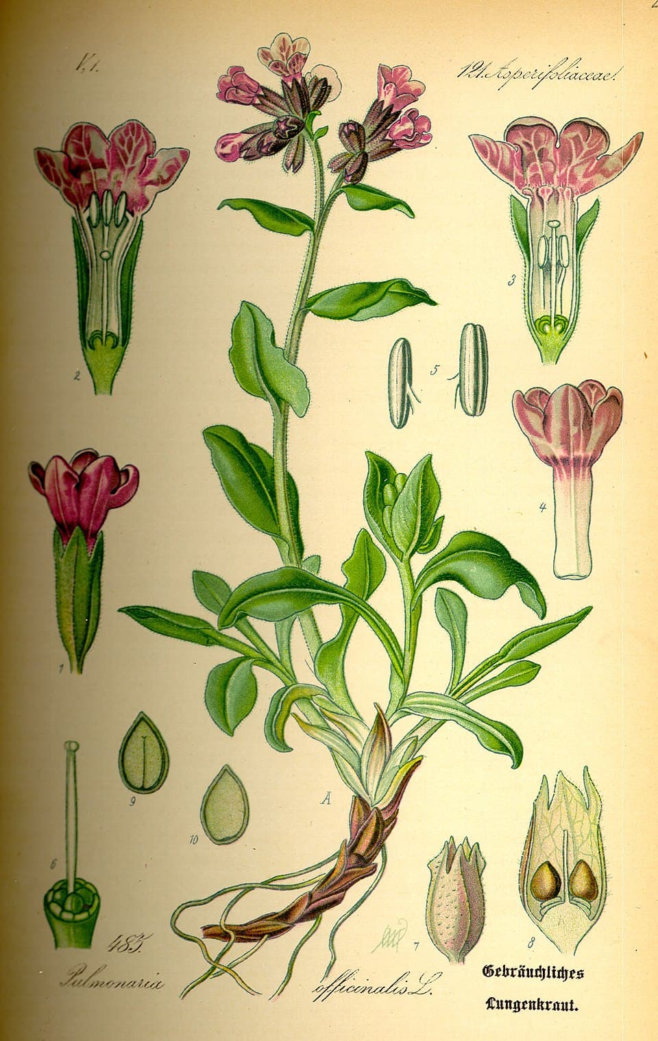 Pulmonaire (Pulmonaria officinalis), illustration botanique