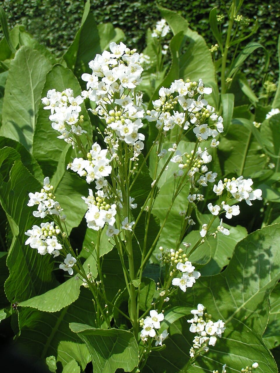 Raifort sauvage (Cochlearia armoracia), illustration botanique
