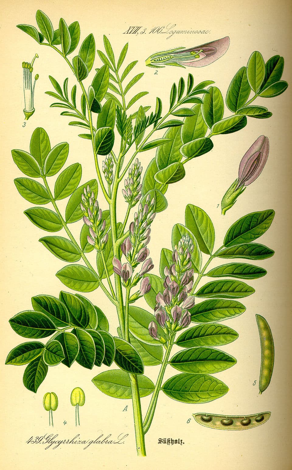 Réglisse (Glycyrrhiza glabra), illustration botanique