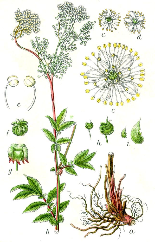 Reine des prés (Spiraea ulmaria), illustration botanique