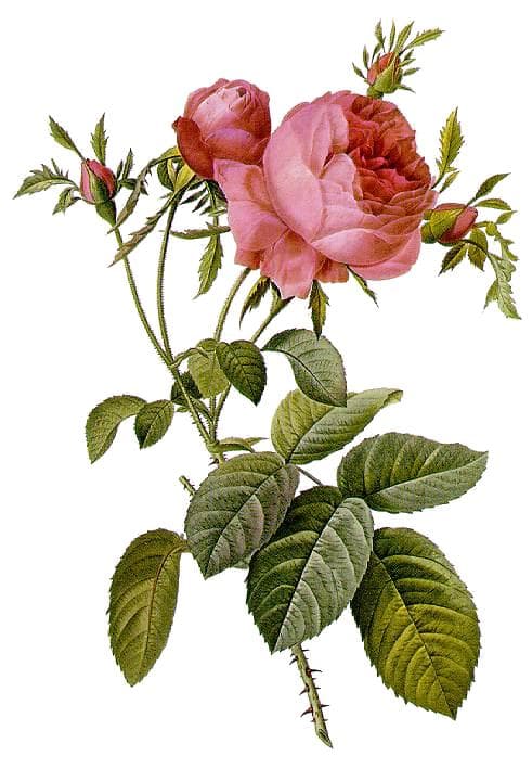 Rosiers (Rosa centifolia), illustration botanique