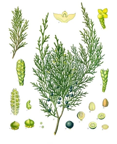 Sabine (Juniperus sabina), illustration botanique