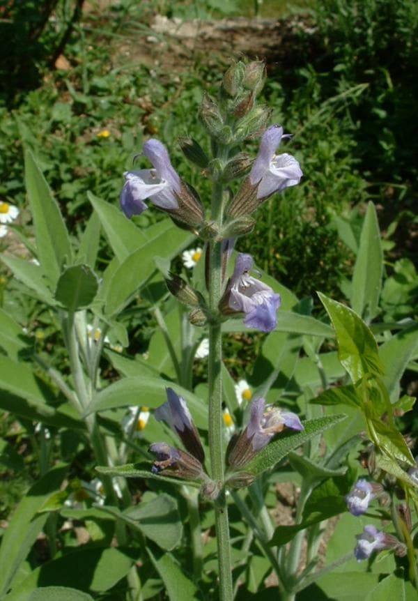 Sauge officinale (Salvia officinalis), illustration botanique
