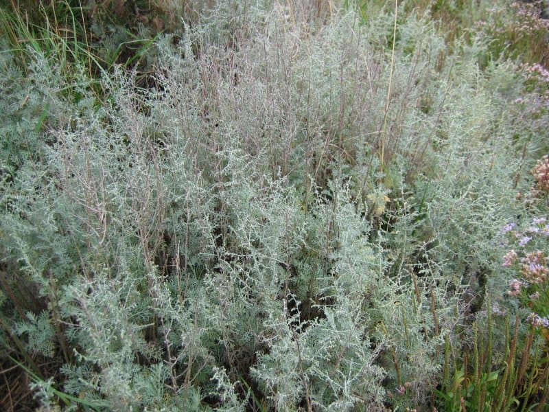 Semen-contra (Artemisia maritima), illustration botanique