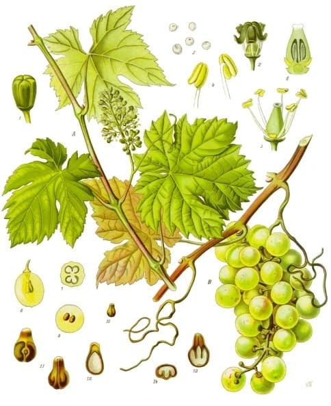 Vigne (Vitis vinifera), illustration botanique