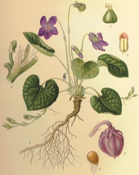 Violette odorante (Viola odorata), illustration botanique